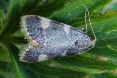 Cosmia postnigrescens - Heuzünsler (Indian Jezebel)